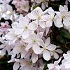 Clematis arm. 'Apple Blossom' Pot 2 Liter