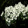Cornus kousa In pot 175 - 200 cm