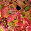 Cornus sang. 'Anny's Winter Orange' Pot 15 liter 100 - 125 cm