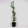 Corylus a. 'Contorta' Pot 12 liter 125 - 150 cm