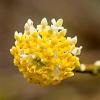 Edgeworthia chrys. 'Grandiflora' Pot 20 Liter 80 - 100 cm