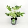Fatsia japonica 'Spider's Web' Pot 7,5 Liter 