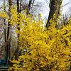 Forsythia int. 'Lynwood' Pot 10 liter 80 - 100 cm