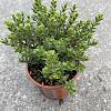 Hebe 'Baby Marie' Pot 2 Liter