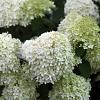 Hydrangea pan. 'Grandiflora' Pot 2 Liter