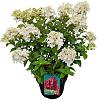 Hydrangea pan. Petite Star Pot 3 Liter 