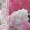 Hydrangea pan. Vanille-Fraise Pot 7,5 Liter 50 - 60 cm