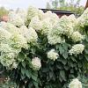 Hydrangea pan. 'Silver Dollar' Pot 2 Liter