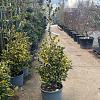 Ilex altacl. 'Golden King' Pot 35 Liter 125 - 150 cm