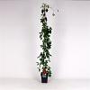 Parthenocissus quinq.engelmannii Pot 5 Liter 150 - 175 cm