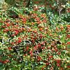 Pyracantha cocc. 'Red Column' Pot 2 Liter