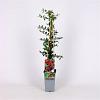 Pyracantha cocc. 'Red Column' Pot 2 Liter