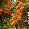 Pyracantha 'Orange Glow' Pot 2 Liter