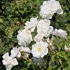 Rosa (K) 'Climbing Schneewittchen' Pot 5 Liter 150 - 175 cm