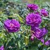 Rosa (P) Rhapsody in Blue Pot 4 Liter 
