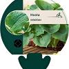 Hosta sieboldiana Pot 9 cm