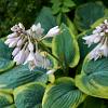 Hosta sieboldiana Pot 9 cm
