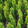 Taxus b. 'Fastigiata' Pot 18 liter 100 - 125 cm
