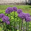 Allium 'Globemaster' Pot 11 cm