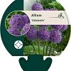 Allium 'Globemaster' Pot 11 cm