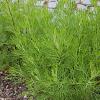 Artemisia abrotanum Pot 9 cm
