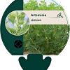 Artemisia abrotanum Pot 9 cm