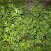 Artemisia vulgaris Pot 9 cm