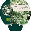 Aster divaricatus 'Eastern Star' Pot 9 cm