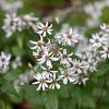 Aster divaricatus 'Eastern Star' Pot 9 cm