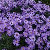 Aster novi-belgii Pot 9 cm