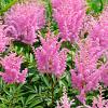 Astilbe (A) 'Gloria Purpurea' Pot 9 cm