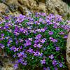 Aubrieta 'Cascade Purple' Pot 9 cm