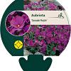 Aubrieta 'Cascade Purple' Pot 9 cm