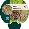 Carex comans 'Bronze Form' Pot 9 cm