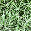 Carex 'Silver Sceptre' Pot 9 cm