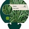 Carex 'Silver Sceptre' Pot 9 cm