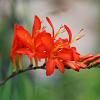 Crocosmia masoniorum Pot 9 cm