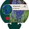 Delphinium (B) 'Bellamosum' Pot 9 cm
