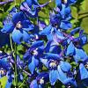 Delphinium (B) 'Bellamosum' Pot 9 cm