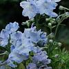 Delphinium (B) 'Cliveden Beauty' Pot 9 cm