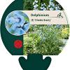 Delphinium (B) 'Cliveden Beauty' Pot 9 cm