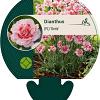 Dianthus (PL) 'Doris' Pot 9 cm