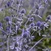 Eryngium pl. 'Blaukappe' Pot 9 cm