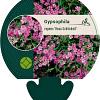 Gypsophila repens 'Rosa Schönheit' Pot 9 cm