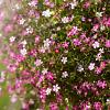 Gypsophila repens 'Rosa Schönheit' Pot 9 cm