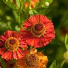 Helenium 'Baudirektor Linne' Pot 9 cm