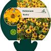 Helenium 'Wyndley' Pot 9 cm
