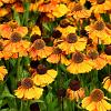 Helenium 'Wyndley' Pot 9 cm