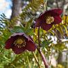 Helleborus o. 'Blue Lady' Pot 9 cm