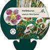 Helleborus o. 'White Spotted' Pot 9 cm